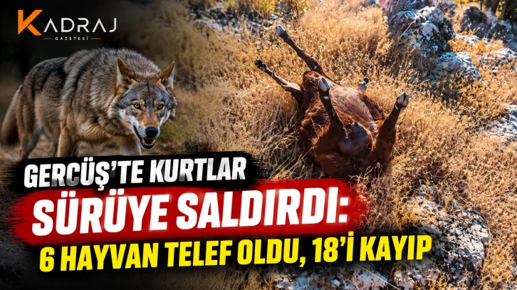 Gercüş’te Kurtlar Sürüye Saldırdı: 6 Hayvan Telef Oldu, 18’i Kayıp