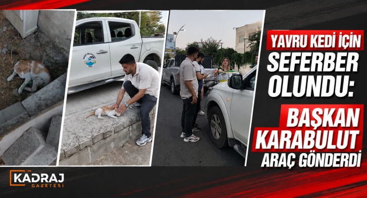 Yavru kedi i&ccedil;in seferber olundu: Başkan Karabulut ara&ccedil; g&ouml;nderdi